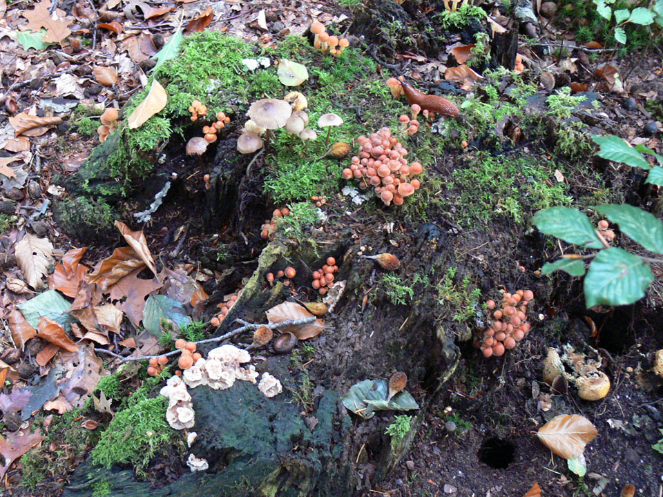 almen paddestoelen2